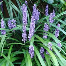 Liriope muscari kopen Kalmthout